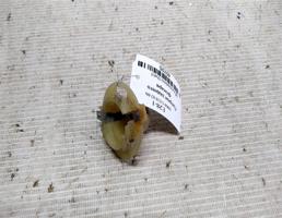 Патрон заднего фонаря для BMW 5 серия E28 (1981—1988)  запчасти бу