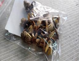 Пистон молдинга наружнего для Mercedes-Benz E-класс W210/S210 (1995—1999)  запчасти бу