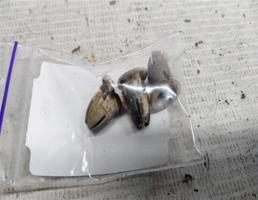 Пистон молдинга наружнего для Mercedes-Benz E-класс W210/S210 рестайлинг (1999—2003)  запчасти бу