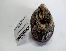 Подшипник выжимной для Opel Omega A (1984—1994)  запчасти бу