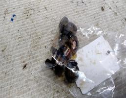 Шайба рокера для ЗАЗ Chance I (2009—2014)  запчасти бу